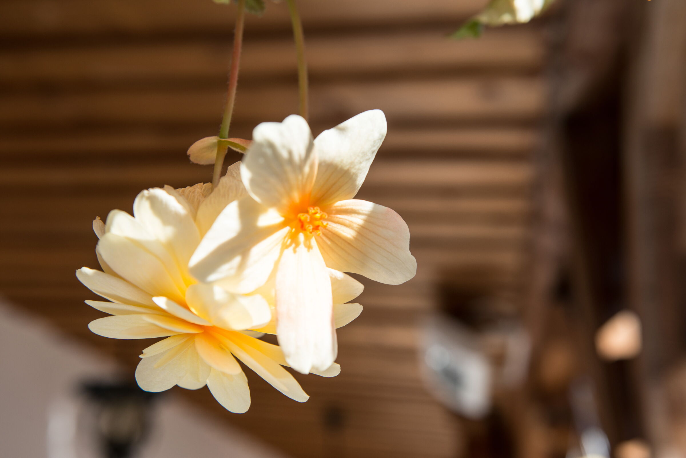 A flower hanging from the ceiling at Seewirt Zauner in Hallstatt
